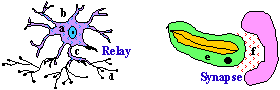 Intermittent Neuron